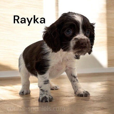 puppy, for, sale, Cocker Spaniel, Joe & Cherri  Overlease, dog, breeder, Miller, MO, dog-breeder, puppy-for-sale, forsale, nearby, find, puppyfind, locator, puppylocator, aca